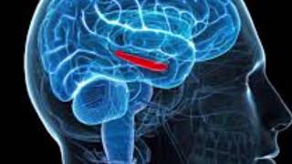 Machine translates brainwaves into sentences