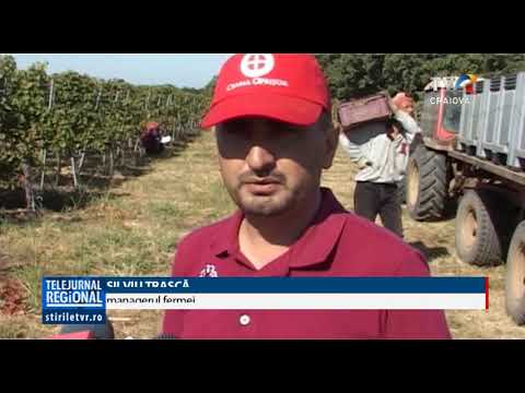 CULESUL VIILOR E ÎN TOI