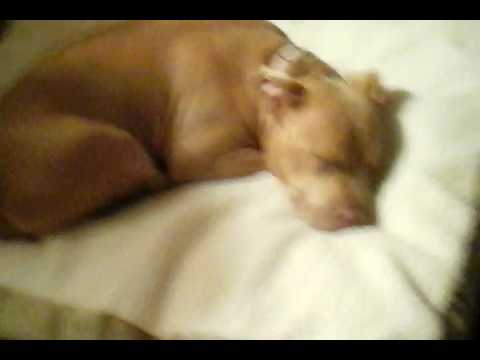 Mg dog sleeping by jaylin