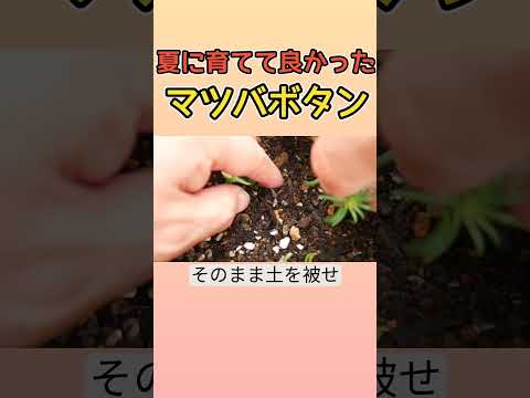 大きな草原ボタン 植物