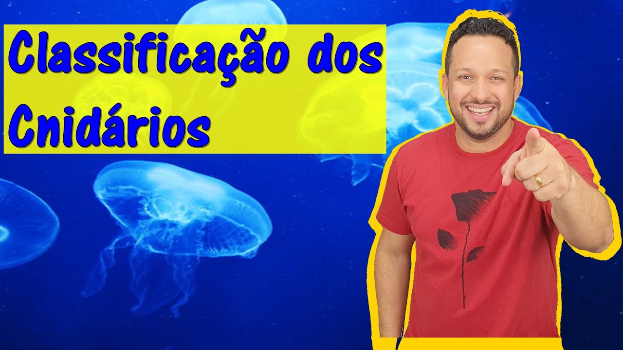 Classificação dos Cnidários - Filo Cnidaria - Invertebrados - Zoologia