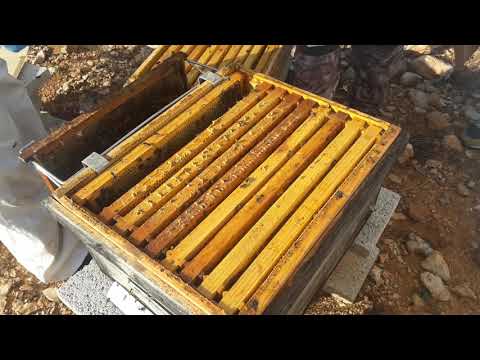 Curso Apicultura-prácticas 2-Ecocolmena