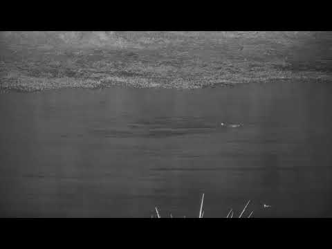Djuma: Three Hippos - 03:16 - 06/13/21