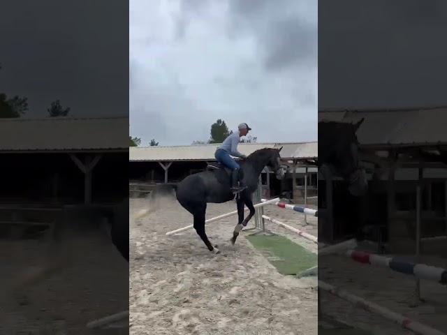 Ruin Selle Fran&ccedil;ais Te koop 2021 Schimmel ,  Prinz Clintus