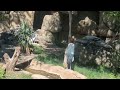 Marabou Stork Leptoptilos Crumenifer Enclosure At Dallas Zoo