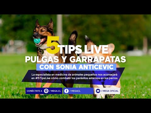 #5TipsLive / Pulgas y Garrapatas con Sonia Anticevic / Credelio