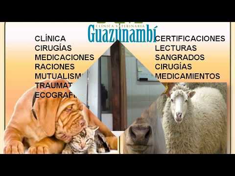 CLINICA VETERINARIA GUAZUNAMBÍ EN MELO CERRO LARGO URUGUAY