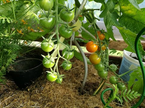 , title : '87. Beste måten å plante slengete tomatplanter'