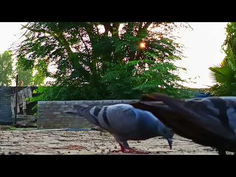 32 mint recording nature sound, birds, sky, beautyful experience 👍 | daily vlog