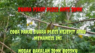 Download lagu 🔴 SUARA PIKAT BURUNG PLECI KEJEPIT ATAU MENANGIS ,ANTI ZONK AYO DI COBA ‼️ mp3 Download lagu 🔴 SUARA PIKAT BURUNG PLECI KEJEPIT ATAU MENANGIS ,ANTI ZONK AYO DI COBA ‼️ mp3