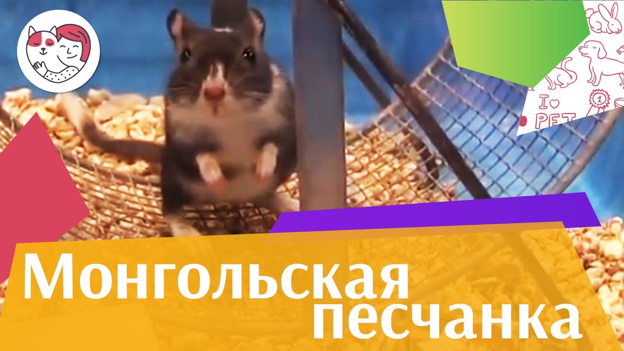 Монгольская песчанка на ilikepet