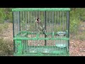 Goldfinches Singing in CAGES for TRAINING