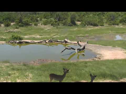 Djuma: Impalas grazing - 14:15 - 01/22/19