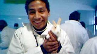 preview picture of video 'Disección de un Conejo - L'Italiano - Toto Cotugno'