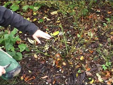 TRÄDGÅRDSANLÄGGARE 2 Bygga En Högbädd 2 BESKÄRNING AV ROSOR