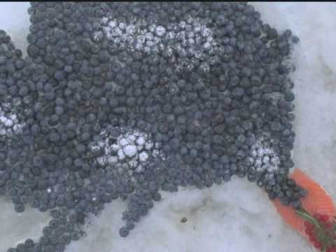 Eating Alaska Original Trailer (www.eatingalaska.com)