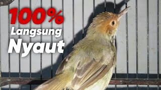 Download lagu Masteran prenjak betina gacor malam hari || cocok untuk pancingan prenjak macet bunyi mp3 Download lagu Masteran prenjak betina gacor malam hari || cocok untuk pancingan prenjak macet bunyi mp3