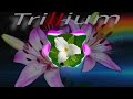 Trillium S3RL Feat Sara Slowed