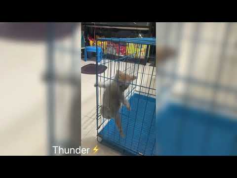 My energetic cat🐈🕸#cat