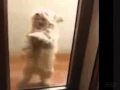 Dog Does The Dougie Dance Teach Me How To Dougie Doggystyle