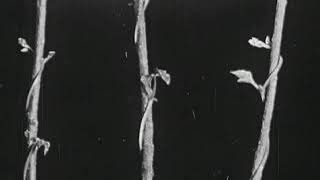 Les Floraisons (1912) The Bud, the Leaf and the Flower