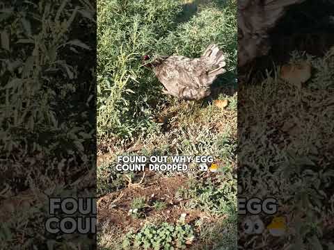 Surprise chicks! She snuck off and hatched babies 🐣 #homestead #babychicks #flocklife