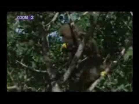 Animal are beautiful people by mkandala