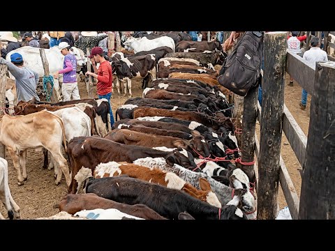 VOCÊ JÁ VIU TANTOS BEZERROS JUNTOS? CURRAL LOTADO NA FEIRA DE TABIRA-PE @TicoEmAçãoeDescoberta 