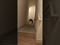 Prepare For A Spooking Demon Demons Spooky Funny Cute Thirstydemon Milkdemon Meme