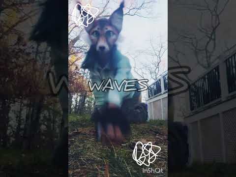 Dig Into Waves- Freelance Whales #quads #edit #aesthetic #quadrobics #therian #therianthropy #kitfox