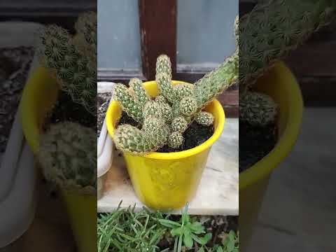 🏡 Como Cuidar de Plantas em Vasos Dicas