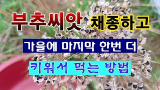 [텃밭농부 2,081]  부추씨앗 채종하고 가을에 한번 더 수확하는 방법. #부추재배