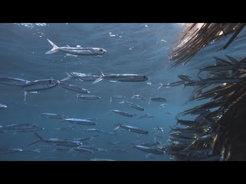 Flying Fish: Barbados' Endangered Icon