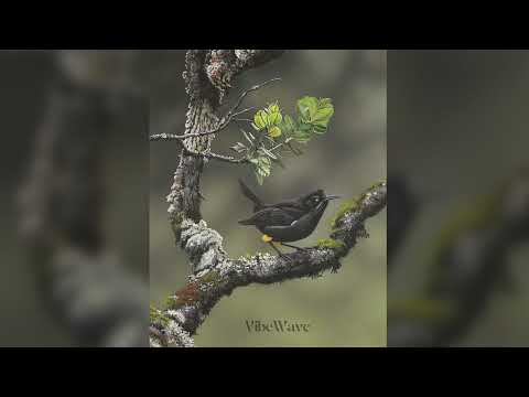 Apathy - Kauaʻi ʻōʻō  slowed ( EL CANTO DE LA EXTINCIÓN) 10MNT, SONG