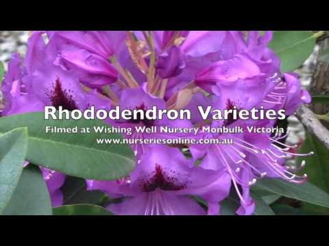 download lagu mp3 mp4 Blue Rhododendron, download lagu Blue Rhododendron gratis, unduh video klip Blue Rhododendron