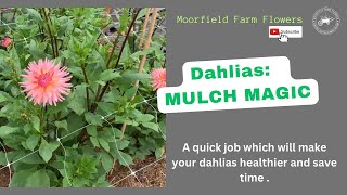 Dahlias   MULCH MAGIC