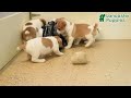 Jack Russell Terrier dogs for sale: Nick  - Video 1