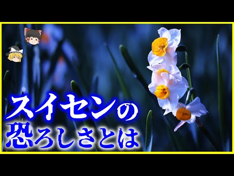 水仙について詳しく解説