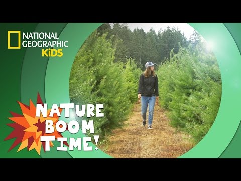 Christmas Tree Farm 🎄 | Nature Boom Time | @natgeokids
