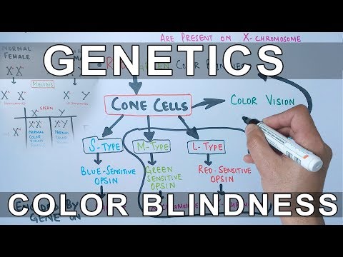 Genetics of Color Blindness