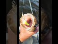 Video Thumbnail for Awsome  jigs for walleye #short #fishing #subscribe #shorts #fishinglife