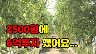 2500평 방울토마토 수익 (feat_방울토마토로 진짜 돈 벌 수 있나요...?)