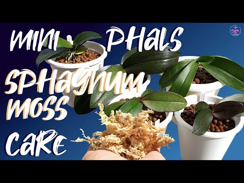How to care for Mini Phalaenopsis in sphagnum moss | Roots don't rot in compact sphagnum moss