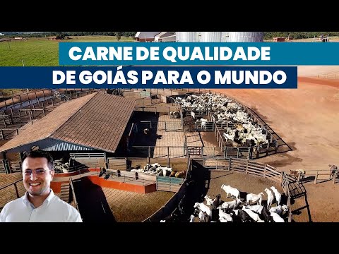 180 mil bois terminados com suplemento Tortuga® | Noticiário Tortuga