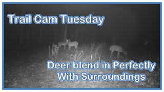Can you SEE me NOW? Deer blends in PERFECTLY with surroundings,  Trail Cam Tuesday February 18, 2025