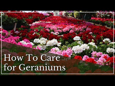Geranium Care Tips | How to Care for Geraniums | How to Grow Geraniums | Annuals for Full Sun