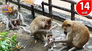 เพลงลิง ลิงเจี๊ยกๆ  ช้าง เป็ด เต่า เพลงเด็กอนุบาล 14 นาที By KidsMeSong