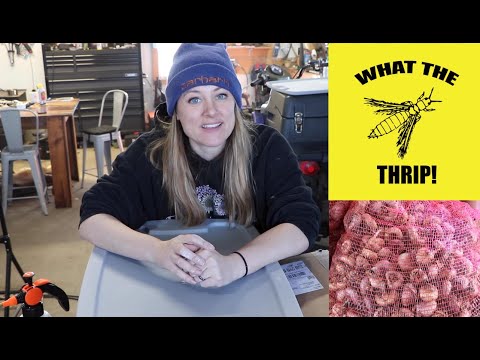 Treating Gladiolus Corms With Diatomaceous Earth For Thrips Prevention : Flower Hill Farm