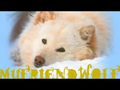 🐺🎶🎵the wolf.[ I AM (^-^)..] Indian Calling - Llaky Runa🎶🐺🎵#primovideo #primoesperimento#myfriend