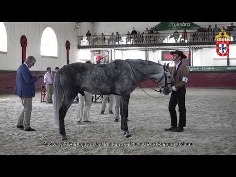 211023 14 Lidador do Rosario - Aprovação de Garanhões